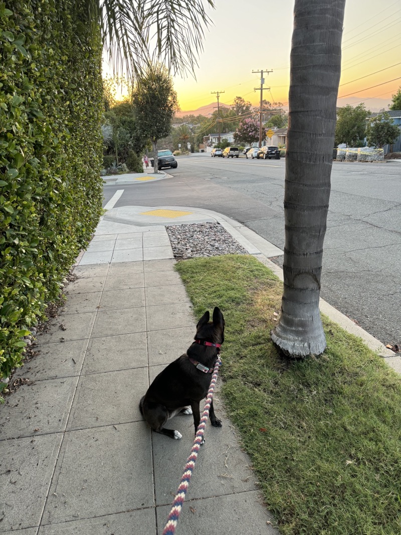 A picture of a black dog named Bowie sitting, taken on September 5 2024 at 6:34 am